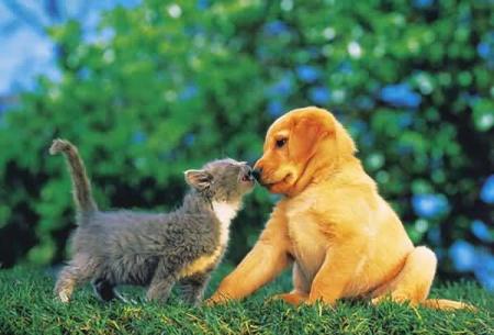 chien_caht