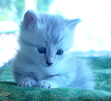 CHATON 44